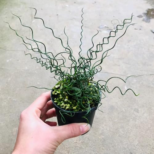 200 Pc Semi Di Piante Di Albuca Spiralis - Coltiva Piante, Piante Vere Per Interni Semi Di Albuca Spiralis, Regalo Di Piante, Piante D'Appartamento Esotiche Decorazione Soggiorno,