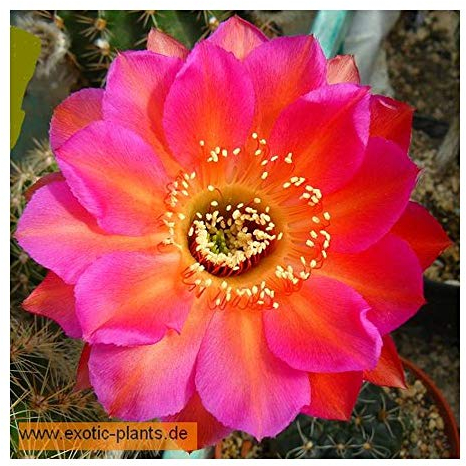 Echinopsis Allusion - syn: Trichocereus ALLUSION - 10 Samen