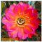 Echinopsis Allusion - syn: Trichocereus ALLUSION - 10 Samen
