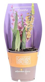 Pianta di Orchidea Calanthe o Orchidea terrestre pianta da esterno fiori vari colori pianta ornamentale rizomatosa vera venduta da eGarden.store