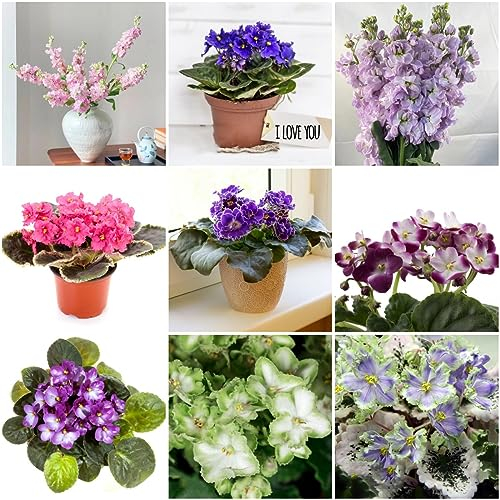 150 pcs veilchen samen winterhart - bloom pflanzenkübel mini garten usambaraveilchen,Matthiola incana,Violette pflanztopf blumen geschenk bienenwiese bonsai samen blumendeko bienenfreundliche