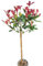 Photinia xfraseri - red Robin - Glanzmispel Hochstamm 60-80 cm winterhart