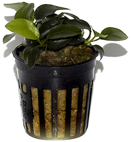Tropica Anubias Petite - Pianta da acquario vivo EU coltivata e sicura per gamberetti