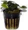 Tropica Anubias Petite - Pianta da acquario vivo EU coltivata e sicura per gamberetti