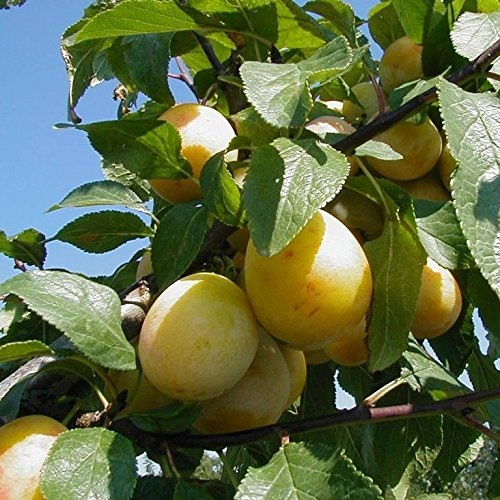 Mirabellenbaum Bellamira (S) goldgelb robust Halbstamm 150-170 cm 10 Liter Topf auf St. Julien A