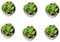 PRETYZOOM 6 Pièces Bougies Succulentes Bougies De Cactus Bougies Chauffe-plat Bougies De Spa Bougie Décorative Bougies De Plantes Succulentes Bougie Thermale Bougies Mini-cactus Mini-bougie