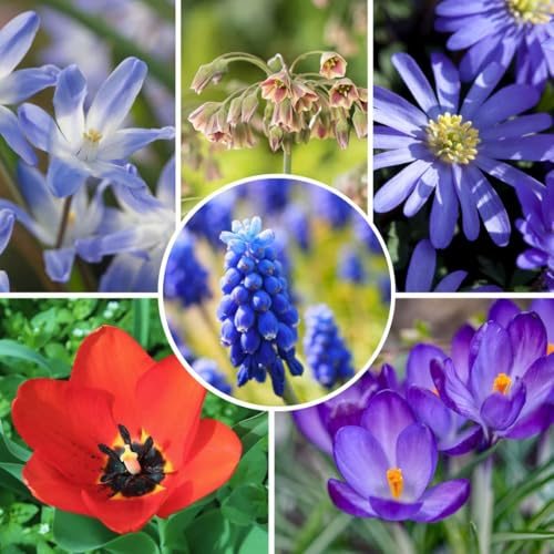Plant in a Box - Happy Bee Mix - Zwiebeln x80 - Attraktiv für Biene - Blumenzwiebeln für Garten, Terasse und Balkon