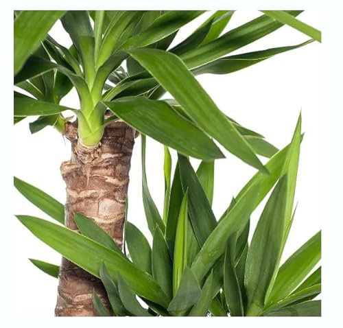 Árbol Natural Yucca 2 Troncos 60-30 Planta Natural de Interior