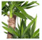 Árbol Natural Yucca 2 Troncos 60-30 Planta Natural de Interior
