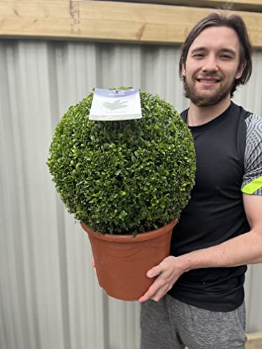 Large Buxus/Topiary Ball | 7.5L Growers Pot | 55cm, Green