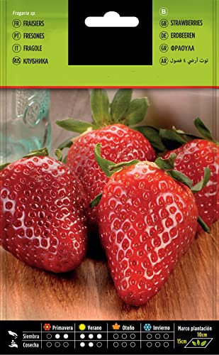 Semillas de Fresas para Comer Frutas de Temporada