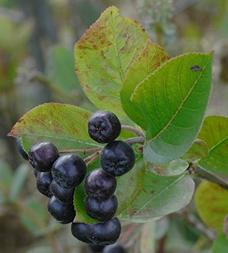 Schwarze Apfelbeere Aronia melanocarpa 100 Samen