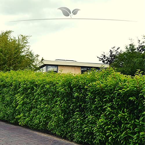 Gardline - Portugiesischer Lorbeer 60-80 cm IM TOPF. 3-200 Pflanzen. Kirschlorbeer Hecke - 3 St. (ca. 1 Meter)