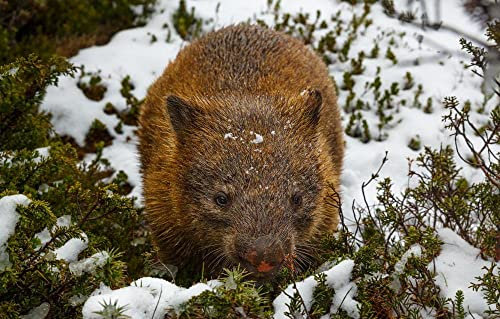 LHJOY Puzzle Escape Room 1000 Teile Wombat 75X50Cm