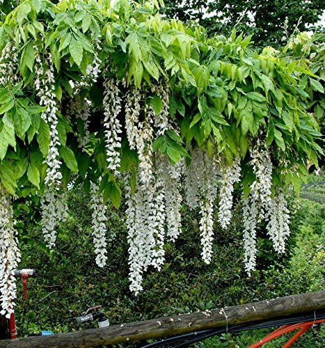 Weißer Blauregen Longissima 40-60cm - Wisteria floribunda - lebende Gartenpflanze aus den Baumschulen