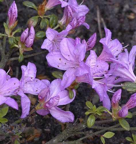 Japanische Azalee Geisha Lila 30-40cm - Rhododendron obtusum - lebende Gartenpflanze aus den Baumschulen