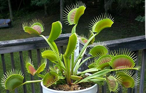 Portal Cool Giant Venus Fly Trap! Pianta Carnivora Dionaea muscipula Fresco Semi Vitali!