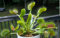 Portal Cool Giant Venus Fly Trap! Pianta Carnivora Dionaea muscipula Fresco Semi Vitali!