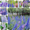 semi di delphinium Delphinium elatum bonsai soggiorno vasi per piante giardino fiori selvatici esotiche in vaso, da balcone perenni 80pcs