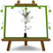 EURO PLANTS VIVAI Olivo Ascolana Frutto Antico Olivo da Tavola Altezza 140~150 cm Età 3 Anni Vaso 20 cm/Vaso 15x15 cm
