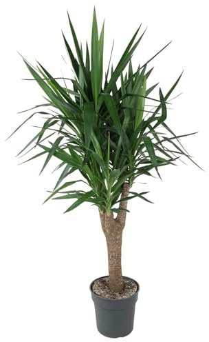 La Green Touch - Yucca Piede di elefante - Pianta da interno - Vaso 31 cm, altezza 150 cm