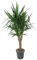 La Green Touch - Yucca Piede di elefante - Pianta da interno - Vaso 31 cm, altezza 150 cm