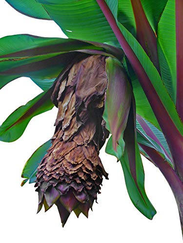 40 Samen Schnee-Banane -ensete glaucum- **Frosthart und robust**