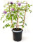 POWERS TO FLOWERS - WISTERIA FLORIBUNDA NANA, AMNESTY FALL, GLICINE, SPALLIERA ALTEZZA 70CM, pianta vera