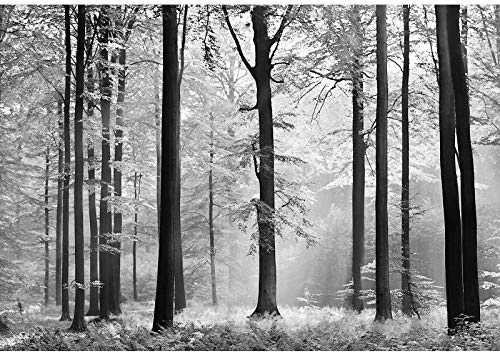 Wald Fototapete in Schwarz Weiß | Natur Fototapete mit Bäumen für Schlafzimmer und Flur | Baum Tapete in 3D Optik ideal für Wellness Raum