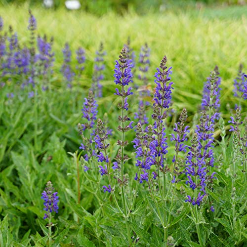 Blumixx Stauden Salvia nemorosa 'Rügen' – Blüten-Salbei, Sommer-Gartensalbei, leuchtend blau blühend, winterhart & bienenfreundlich, im 0,5L Topf für Beet & Balkon