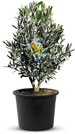 Tropictrees Olivier haute tige buisson Olea Europea au tronc lisse adaptable et à la forme ludique, véritable olivier buisson avec de véritables olives comestibles