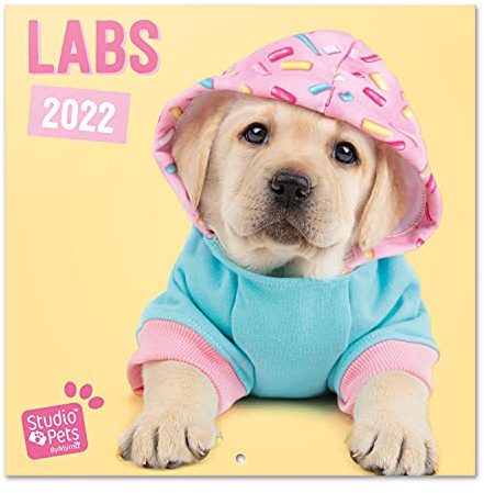 Grupo Erik Studio Pets Labrador Hunde Kalender 2022 Wandkalender 2022 Groß für 16 Monate, CP22067, Türkis