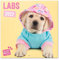 Grupo Erik Studio Pets Labrador Hunde Kalender 2022 Wandkalender 2022 Groß für 16 Monate, CP22067, Türkis
