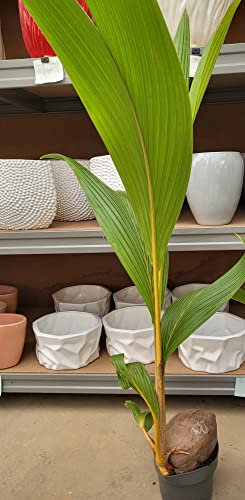 POWERS TO FLOWERS - PIANTA DEL COCCO A FRUTTO ARANCIONE, COCOS NUCIFERA, VASO 18 CM DIAMETRO, ALTEZZA 130/140CM, pianta vera