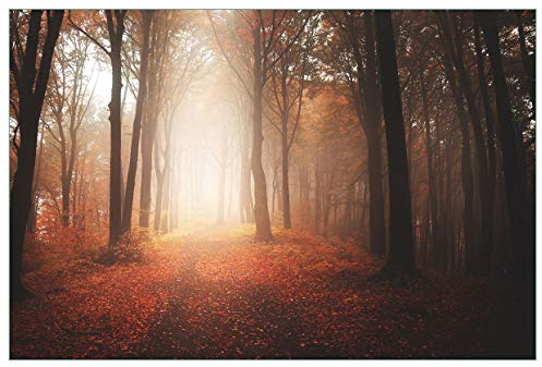 Wallario Küchenrückwand selbstklebend 90 x 60 cm, Motiv: Herbstwald - Weg zu Einer Lichtung im Wald | Spritzschutz abwischbar & pflegeleicht