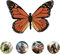 Screen Door Saver Magnets - Verhindern Sie, dass Menschen und Haustiere in Fliegengittertüren Laufen, und Flicken Sie Kleine Löcher - Butterfly - 12.7 x 9.5 cm - 2 Stück (1 Paar)