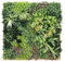 SMPLY. | Cuadro Vegetal o Jardin Vertical de Plantas Artificiales | 100 x 100 cm | Ideal para decoración de Pared, Tanto Interior como Exterior