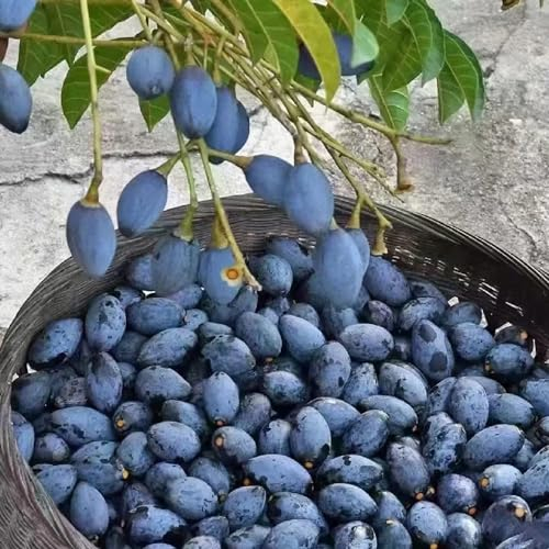 8 pcs olivenbaum samen olivenbaum winterhart olive tree samen saatgut winterharte olivenbäume mediterrane pflanzen samen anzucht olivenbaum echt winterharte pflanzen stauden winterhart