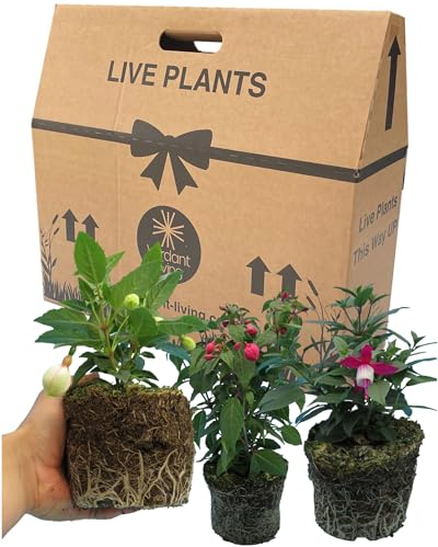 Fuchsia 3 Large Garden Ready Plants - Well Rooted & Established 1ltr Pot Size Bedding to Plant Now, Adding Flower Colour to Containers, Baskets, Patios & Beds. Three Colour Mix by Verdant Living