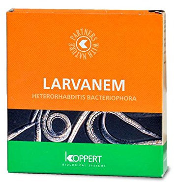 Koppert larvanem nématodes contro otiorhynques, hannetons, hépiales