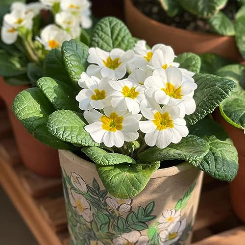 100 Stücke Primeln Samen, Seltene Pflanzen Balkon Blumen, Primeln Pflanzen Im Topf Zimmerpflanzen Samen Blumenwiese Samen Balkonpflanzen Frühlingsblumen Wildblumensamen Mehrjährig