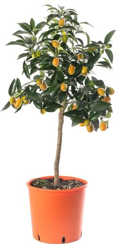 Naranjo Chino Natural Crea tu Propio Oasis de Citrus con este Árbol Frutal de Kumquats