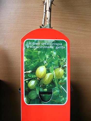 Gelbe Stachelbeere Hinnomäki Busch 3 Liter Pflanzcontainer 3-4 Triebe