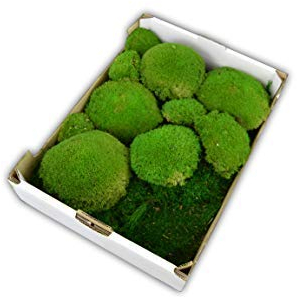 Steige gemischtes Moos konserviertes Kugelmoos und Flachmoos für Moosbilder Dekomoos Moos für die Dekoration haltbares echtes Moss für die Frühlingsdeko Osterdeko Frühling Deko
