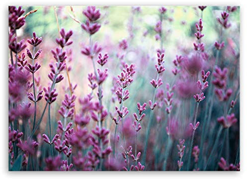 ge Bildet Bild auf Leinwand | Lavendelblüten Feld - Blumen Violett Lavendel Natur in 40x30 cm als Wandbild | Wand-deko Dekoration Wohnung modern Bilder | 2207
