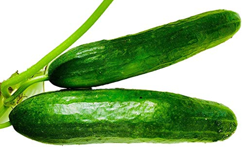 Bauern Gurke -cucumis sativus- 20 Samen -Hoher Ertrag-
