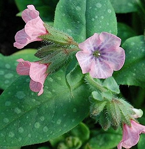 Lungenkraut Pink Dawn - Pulmonaria saccharata - lebende Gartenpflanze aus den Baumschulen