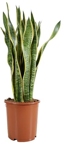 Bloomique - Sansevieria Laurentii - Langue de Dame - Plantes d'intérieur - Purifiant l'air - Très facile d'entretien - Pot 21 cm - 70-90 cm de haut