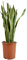 Bloomique - Sansevieria Laurentii - Bogenhanf - Sukkulenten - Zimmerpflanzen Groß - Sehr Pflegeleicht - Höhe 80-100 cm - Topf 21 cm