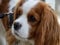 Puzzle Cavalier King Charles Spaniel, 300 Teile, Freunde, 38 x 26 cm